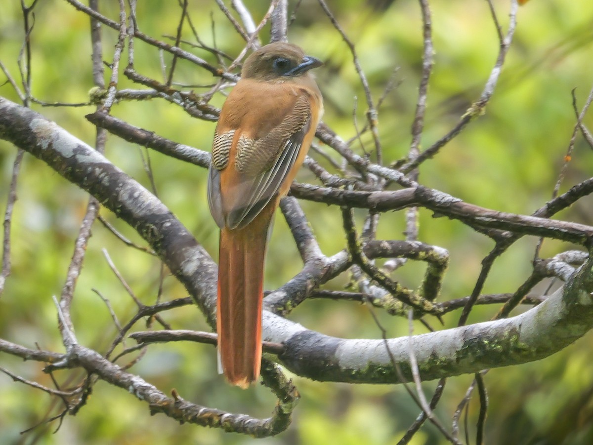 Trogon de Malabar - ML647352060