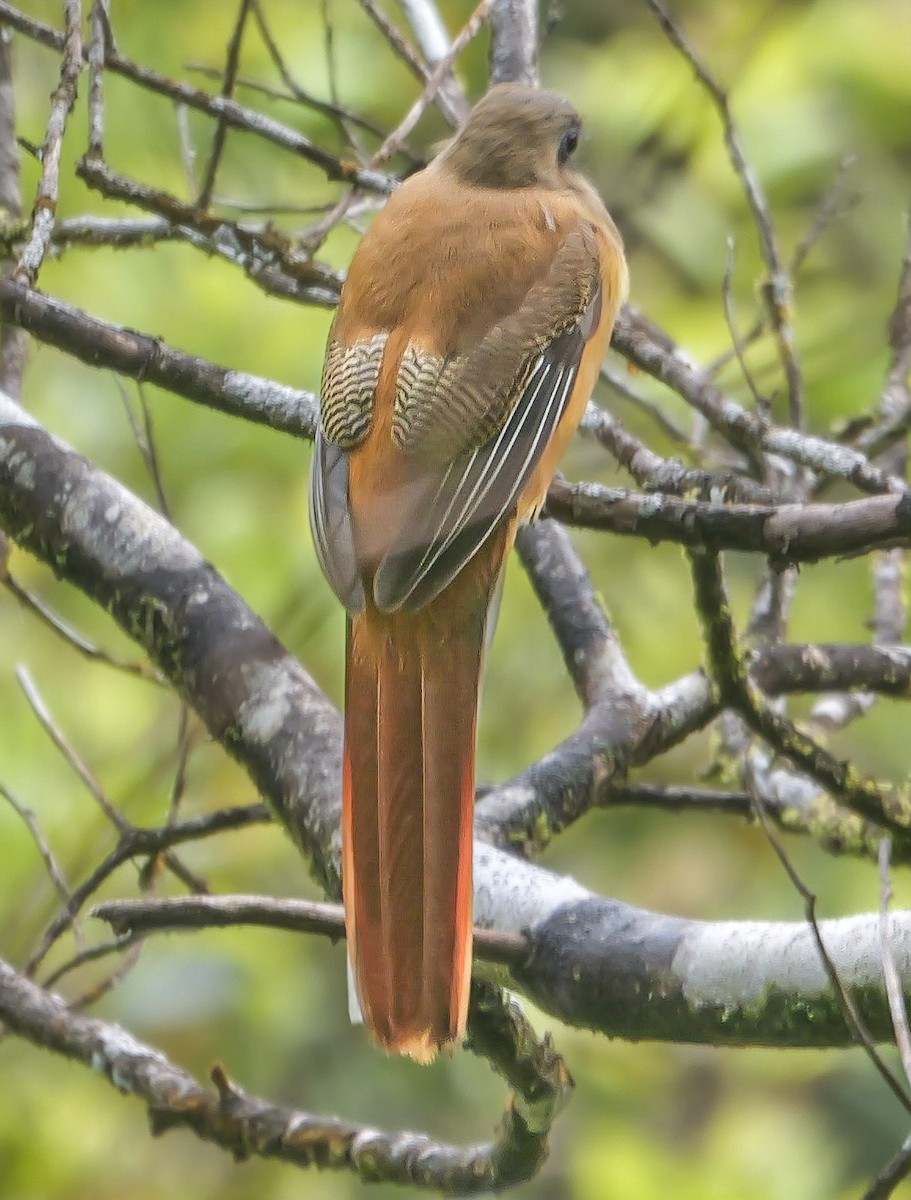 Trogon de Malabar - ML647352061