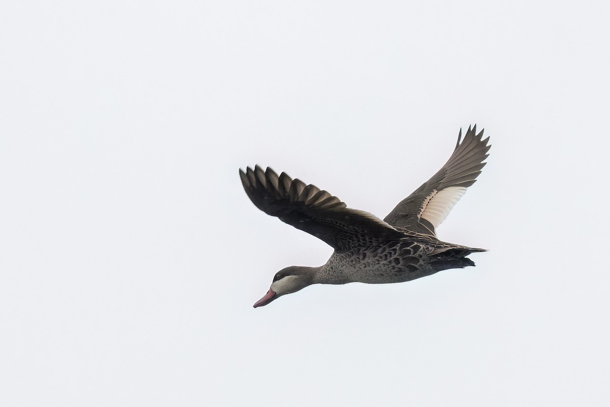 Red-billed Duck - ML647352068