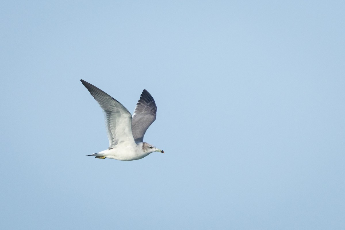 黑尾鷗 - ML647352072