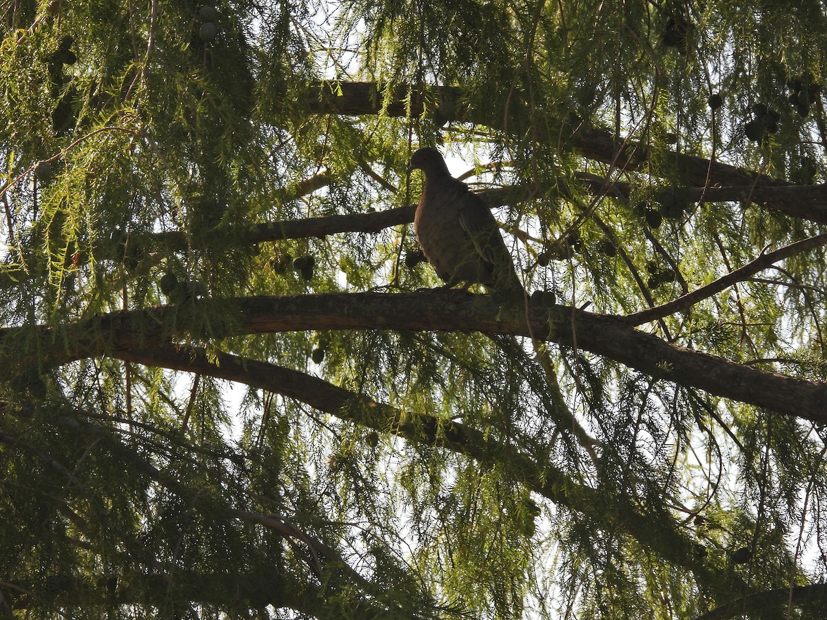 Picazuro Pigeon - ML647352080