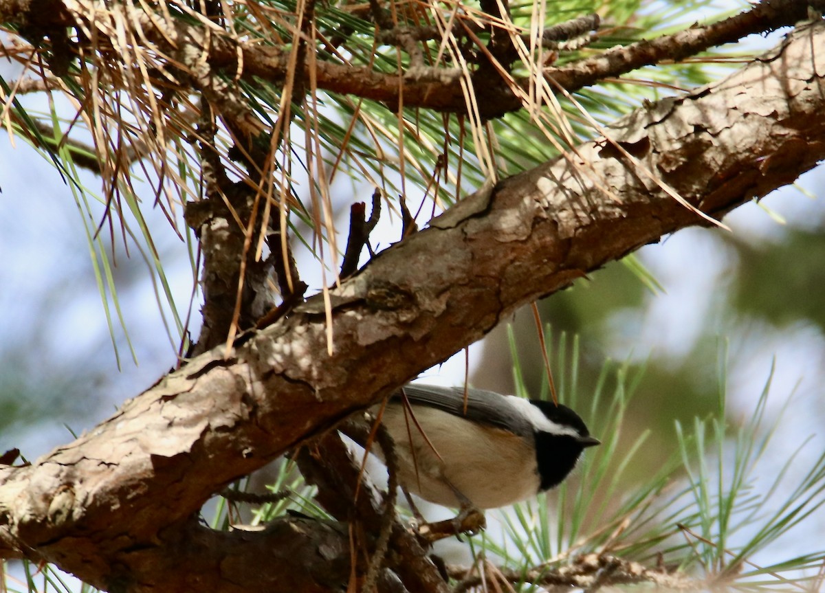 Carolina Chickadee - ML647352090