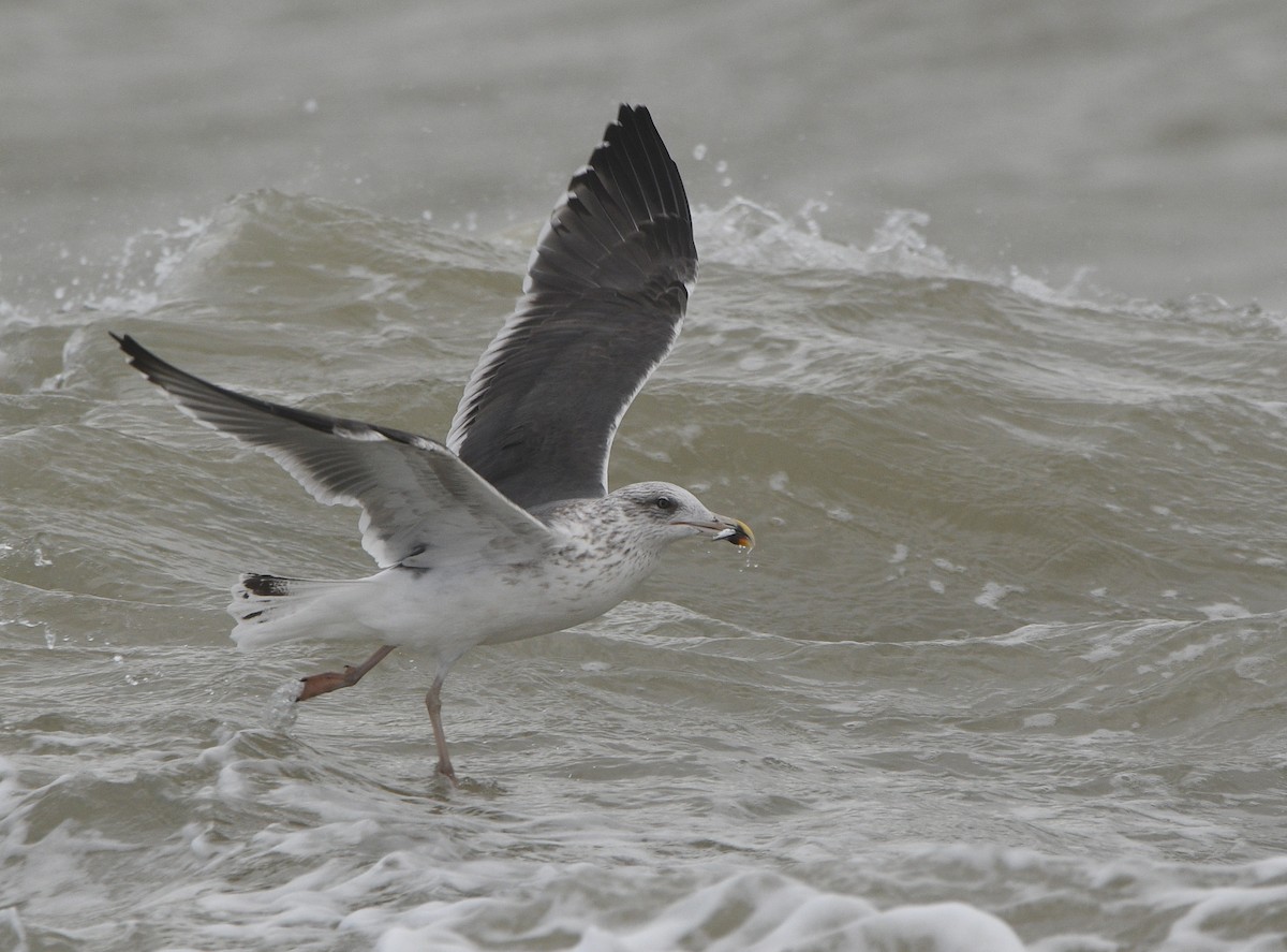 Lesser Black-backed Gull - ML647352093