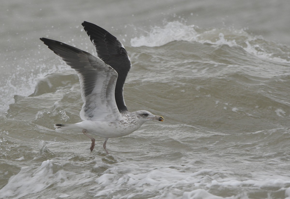 Lesser Black-backed Gull - ML647352094
