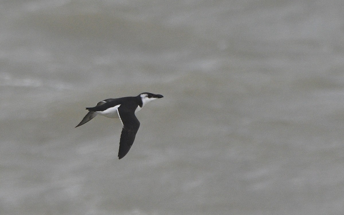 Razorbill - ML647352098