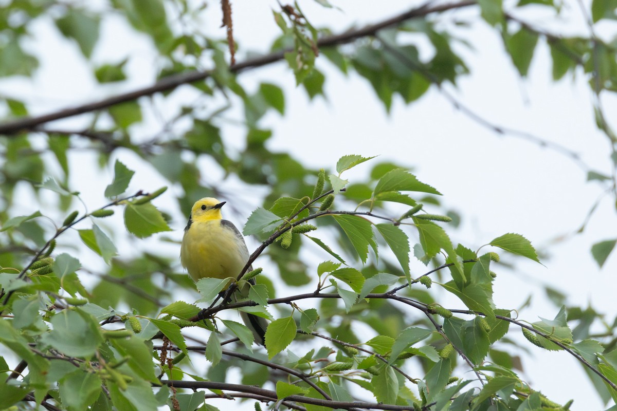 Citrine Wagtail - ML647352100