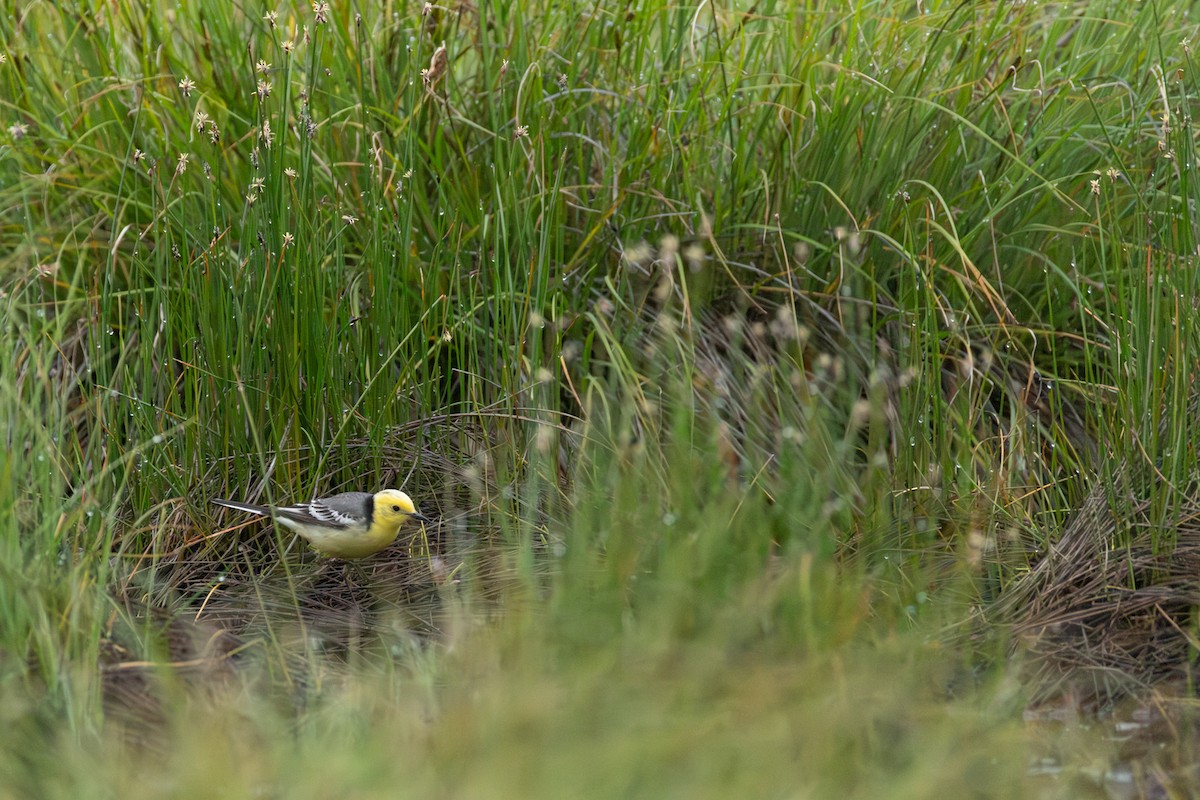 Citrine Wagtail - ML647352101