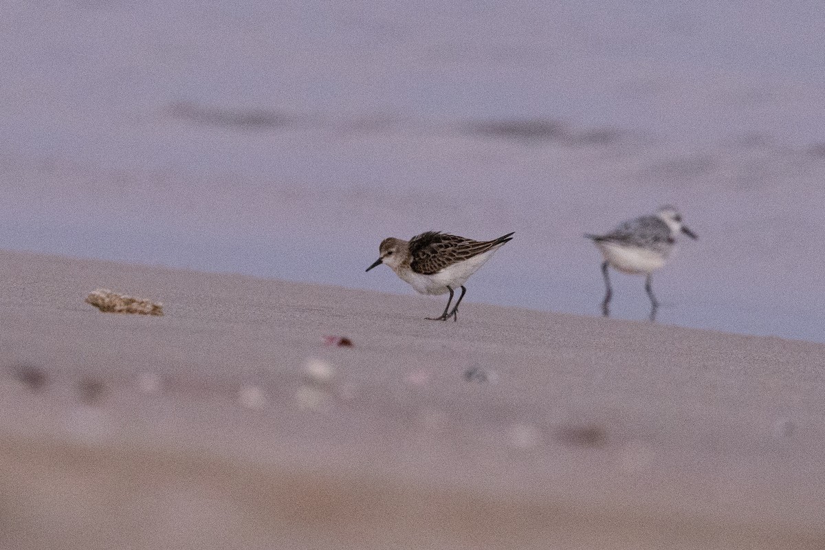 Little Stint - ML647352102