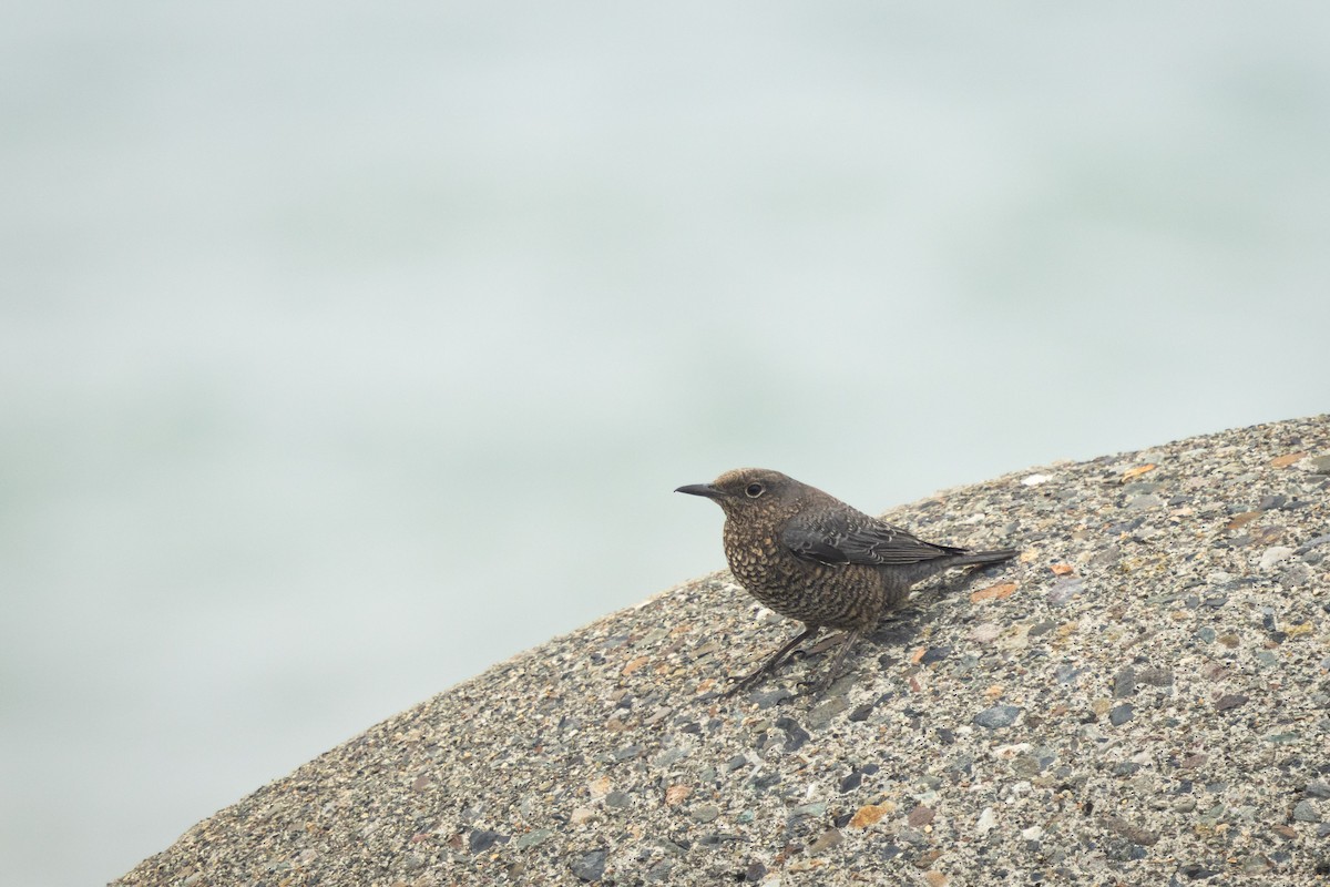 藍磯鶇(栗腹) - ML647352104