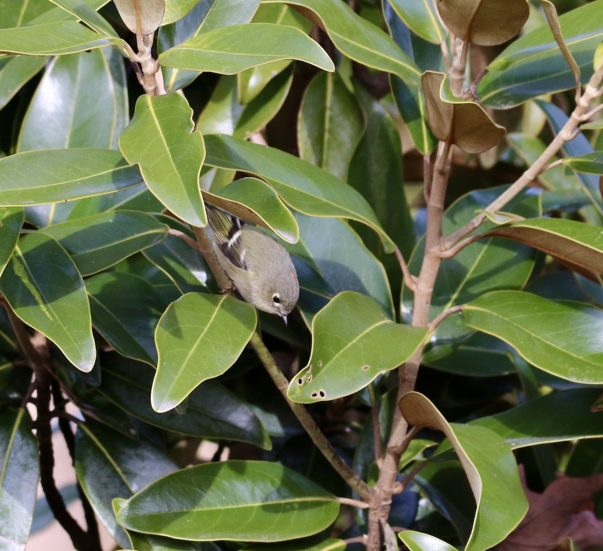 Ruby-crowned Kinglet - ML647352107