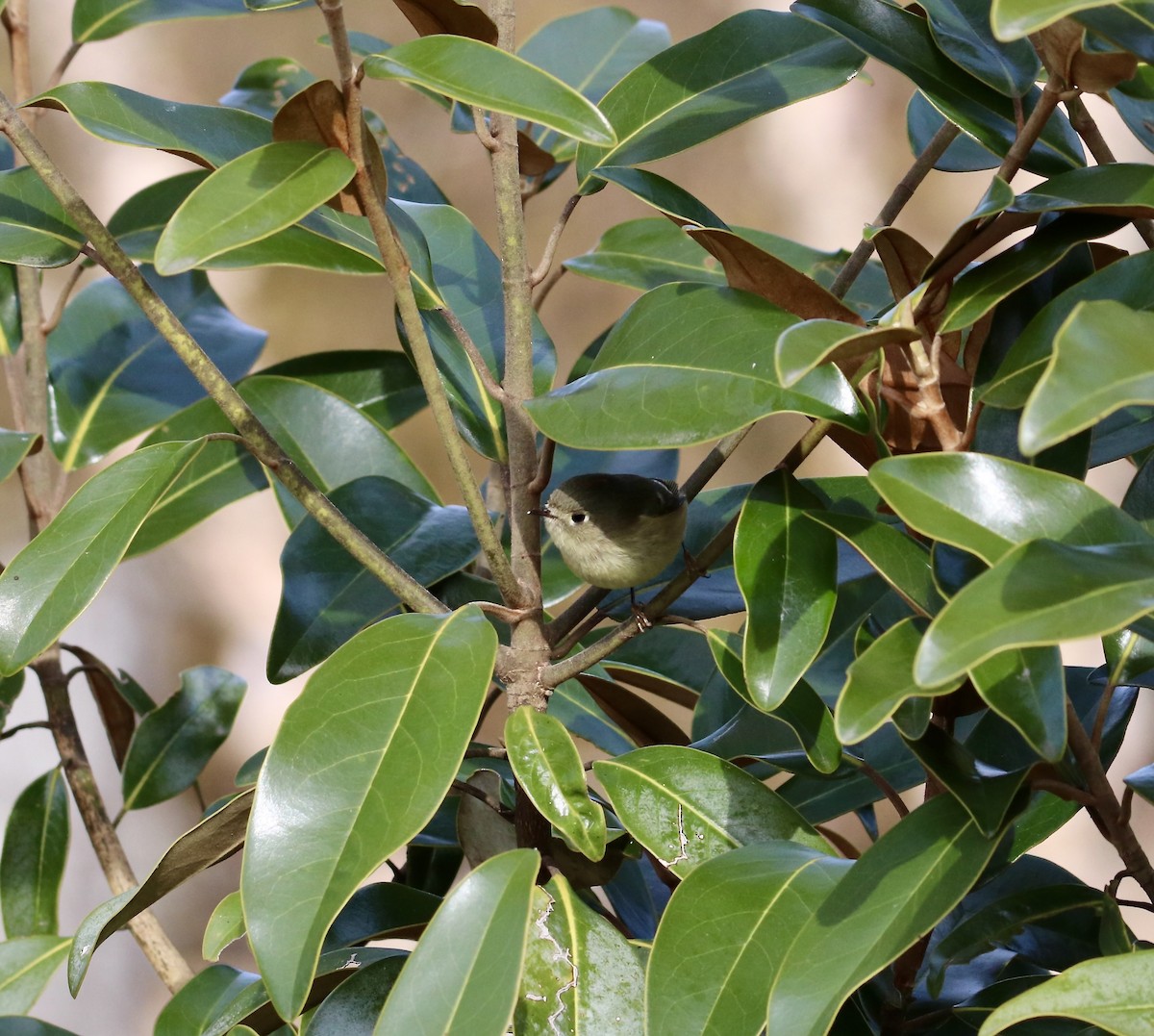 Ruby-crowned Kinglet - ML647352108