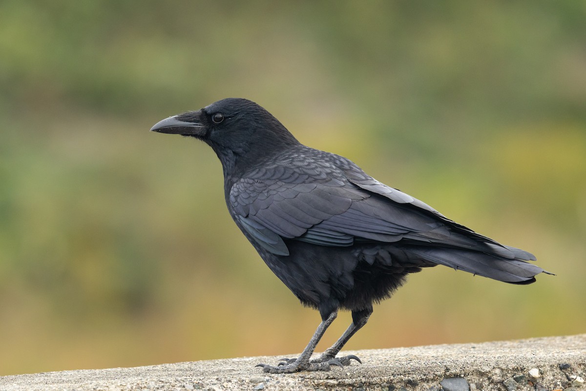 小嘴烏鴉(orientalis) - ML647352111