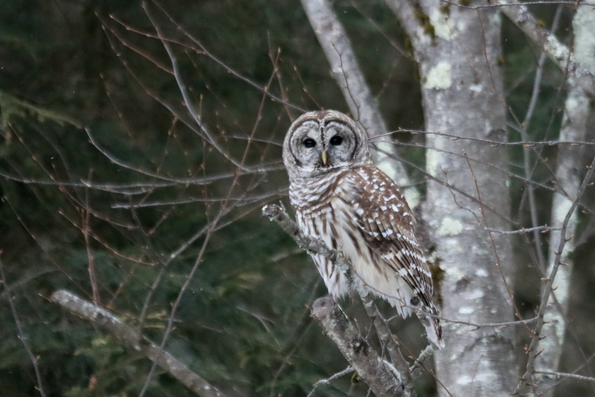 Barred Owl - ML647352129