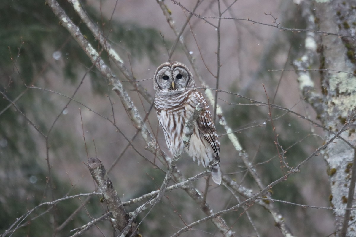 Barred Owl - ML647352130