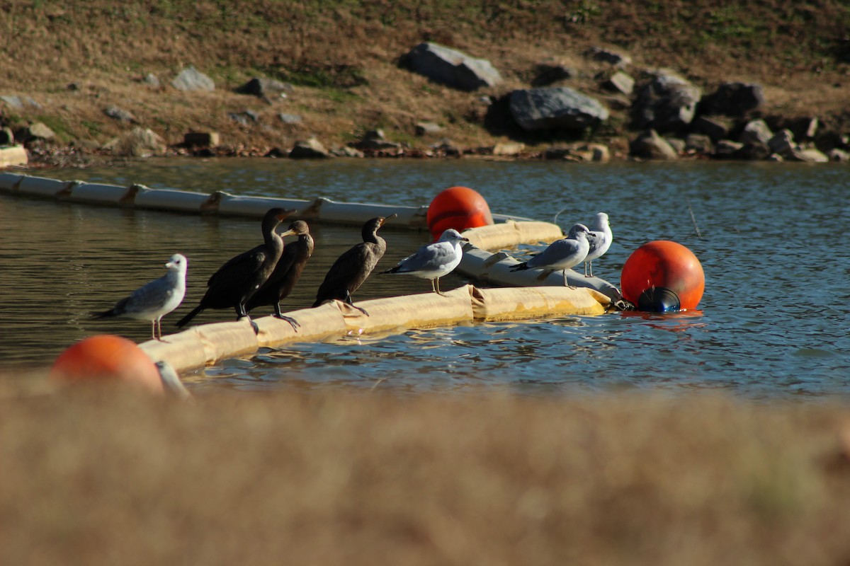 Ушастый баклан - ML647352147