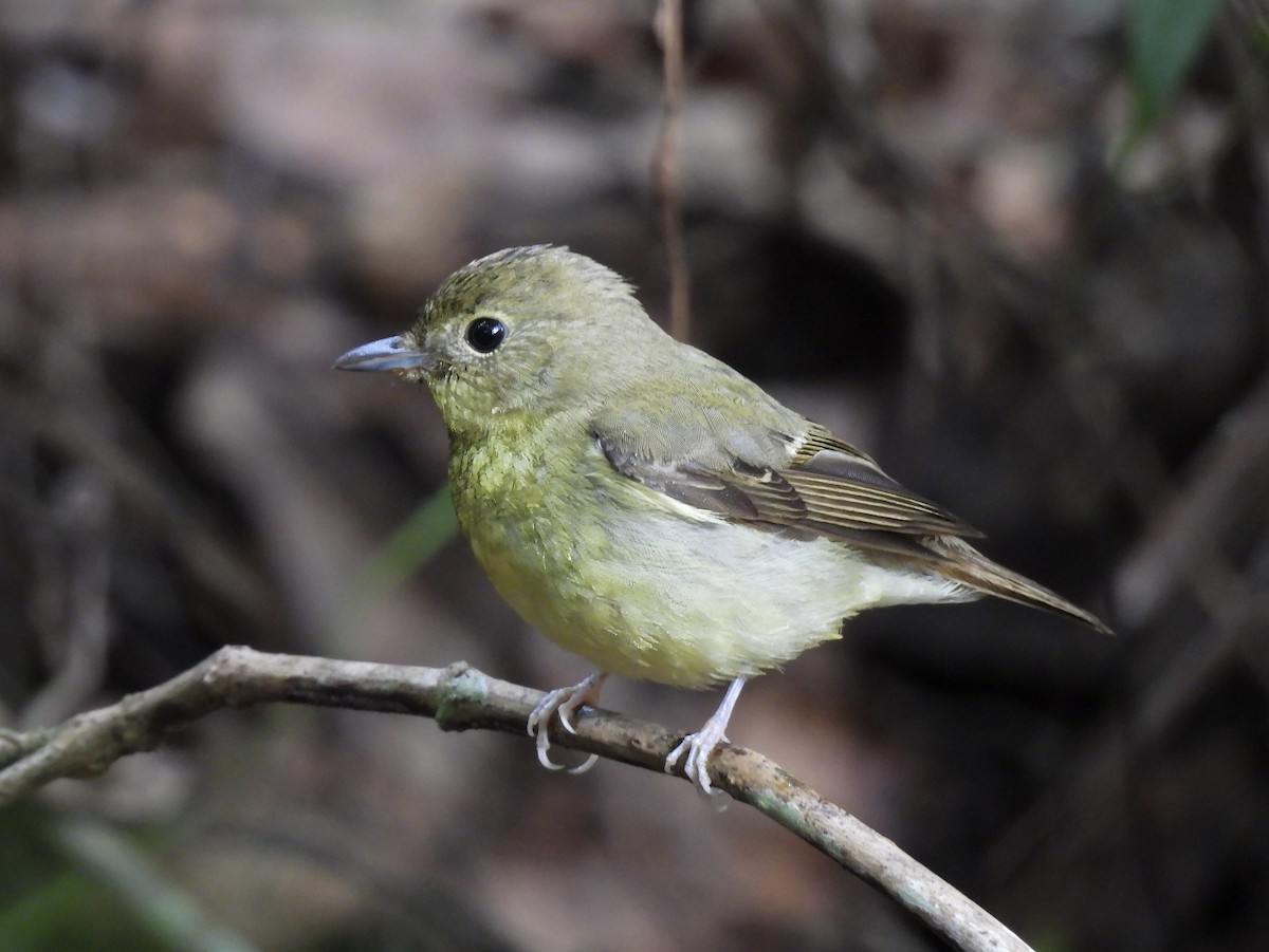 Green-backed Flycatcher - ML647352149
