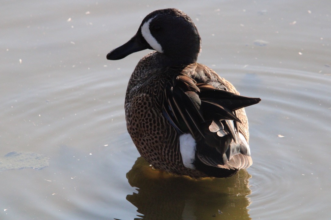 Sarcelle à ailes bleues - ML647352152