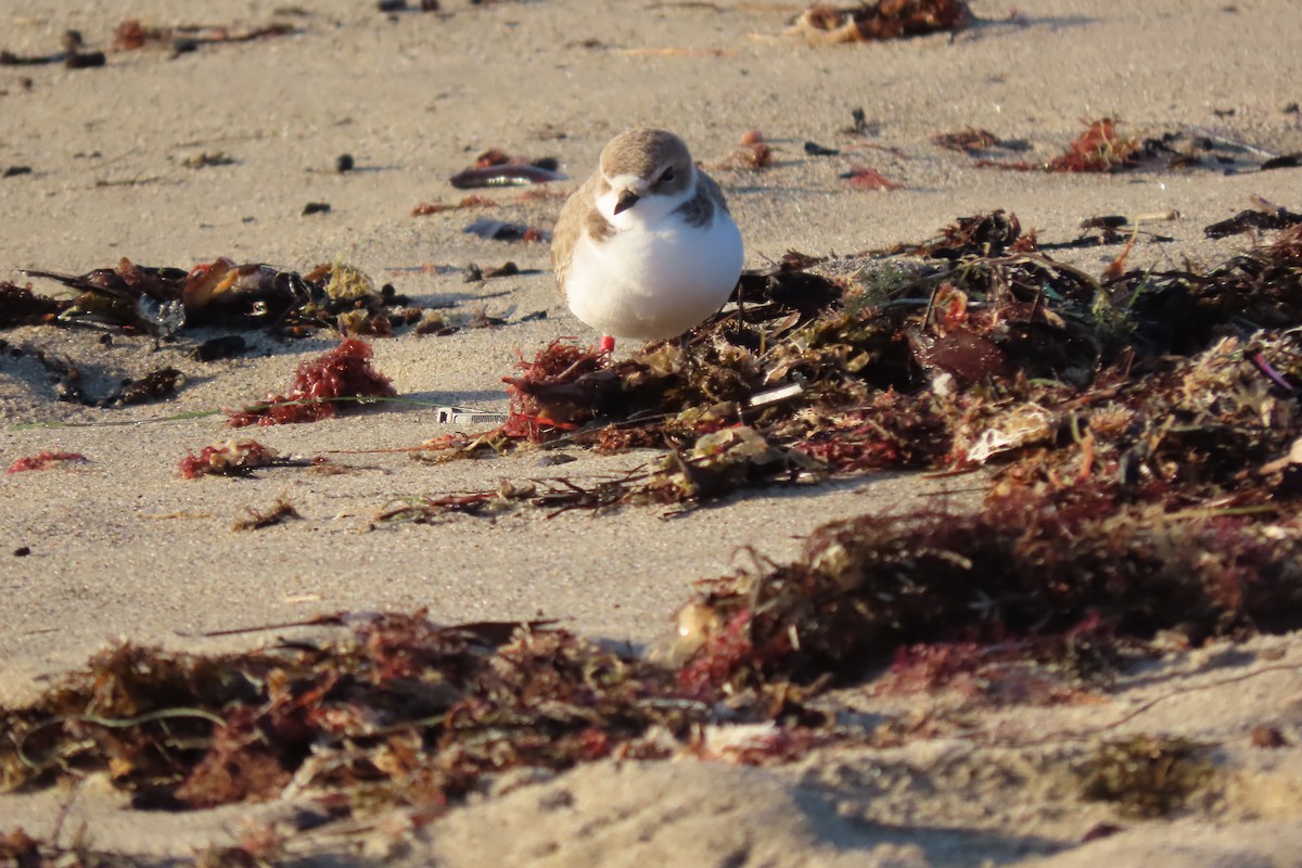 Snowy Plover - ML647352179