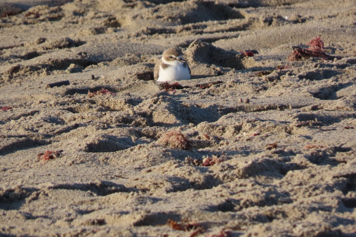 Snowy Plover - ML647352180