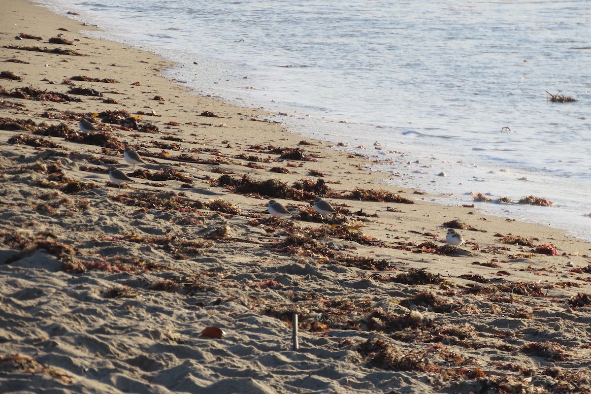 Snowy Plover - ML647352181