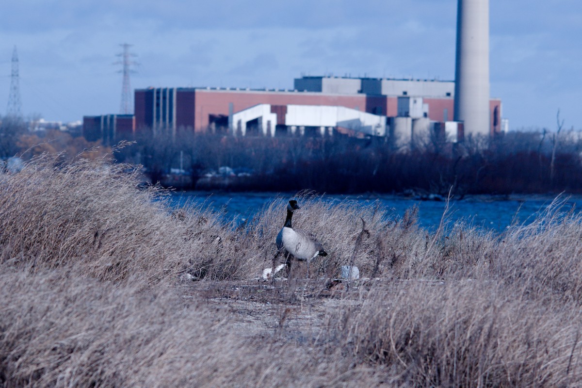 Kanadagans - ML647352182