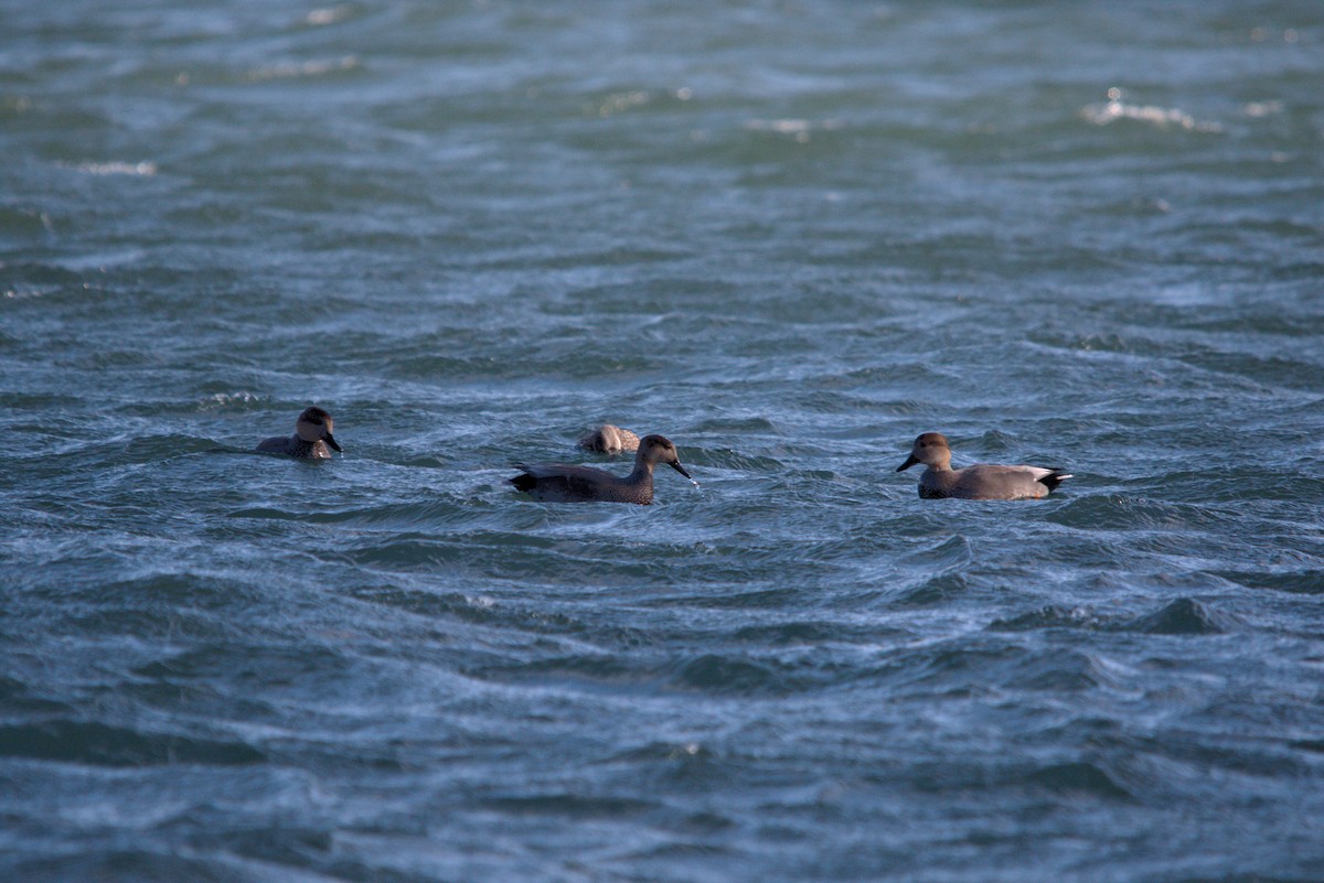 Schnatterente - ML647352185