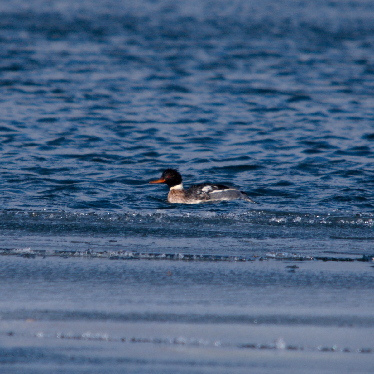 Mittelsäger - ML647352204