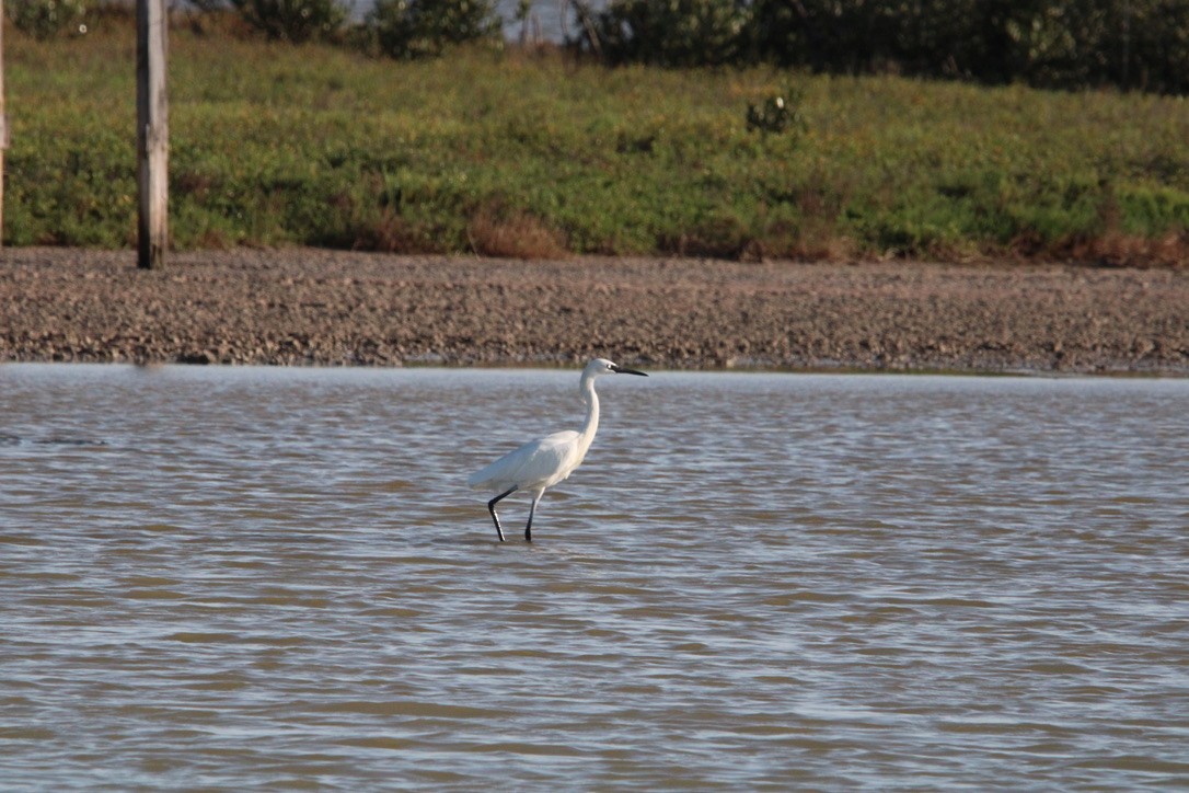 Reddish Egret - ML647352208