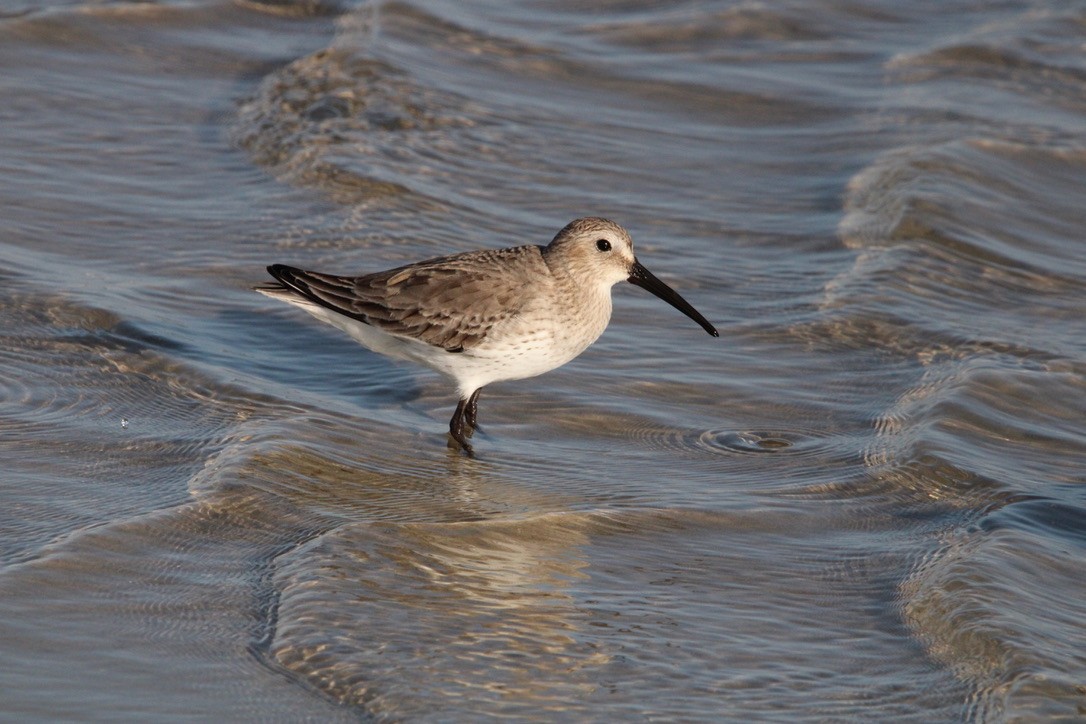 Dunlin - ML647352209