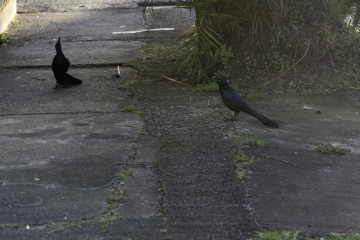 Great-tailed Grackle - ML647352210