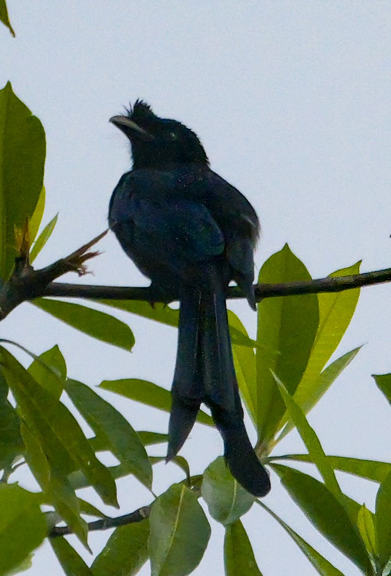 Sri Lanka Drongo - ML647352223