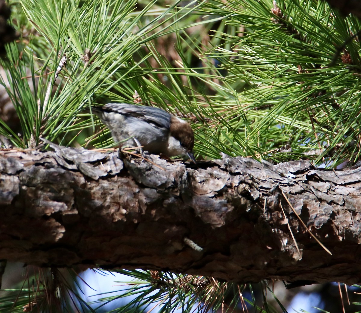 Boz Başlı Sıvacı - ML647352226