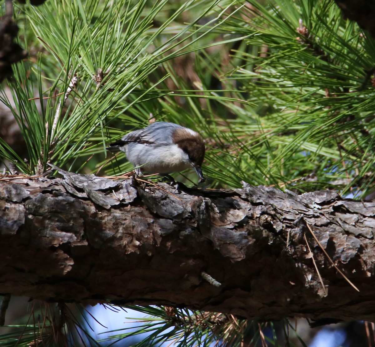 Boz Başlı Sıvacı - ML647352227