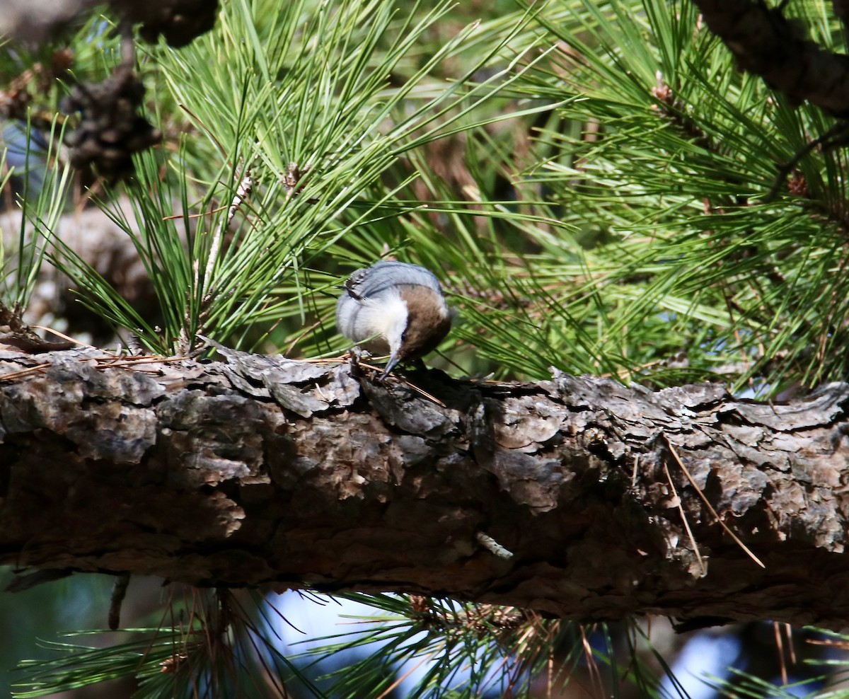 Boz Başlı Sıvacı - ML647352228