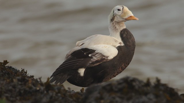 Spectacled Eider - ML647352238