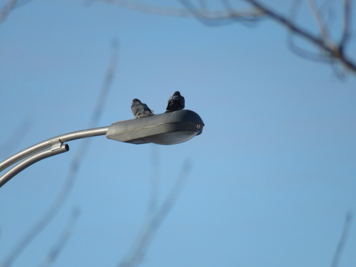 Rock Pigeon (Feral Pigeon) - ML647352239