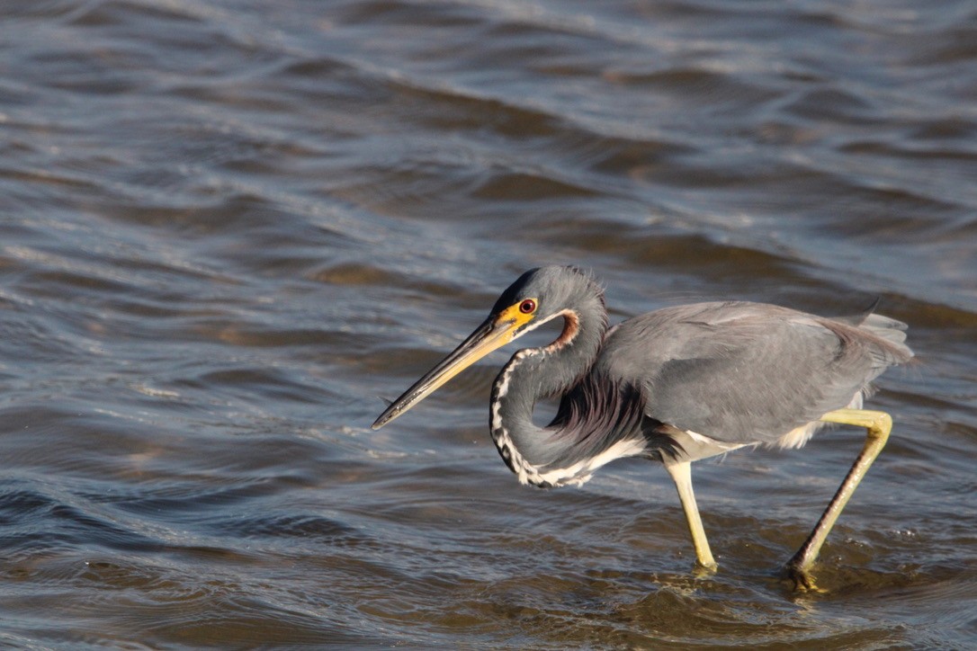 Tricolored Heron - ML647352240