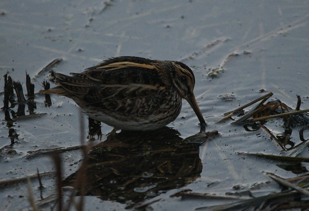 小鷸 - ML647352242