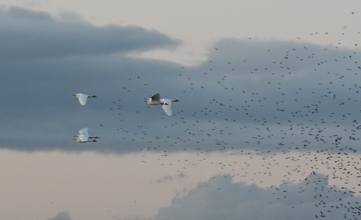 Western Cattle-Egret - ML647352249