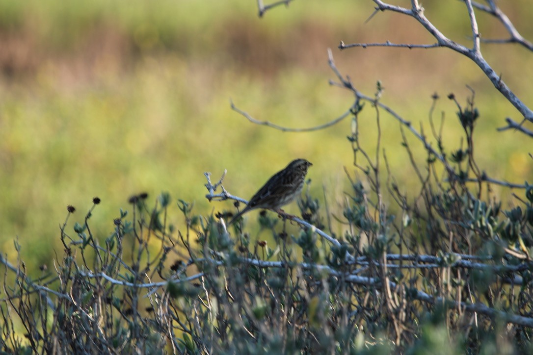 Savannah Sparrow - ML647352250