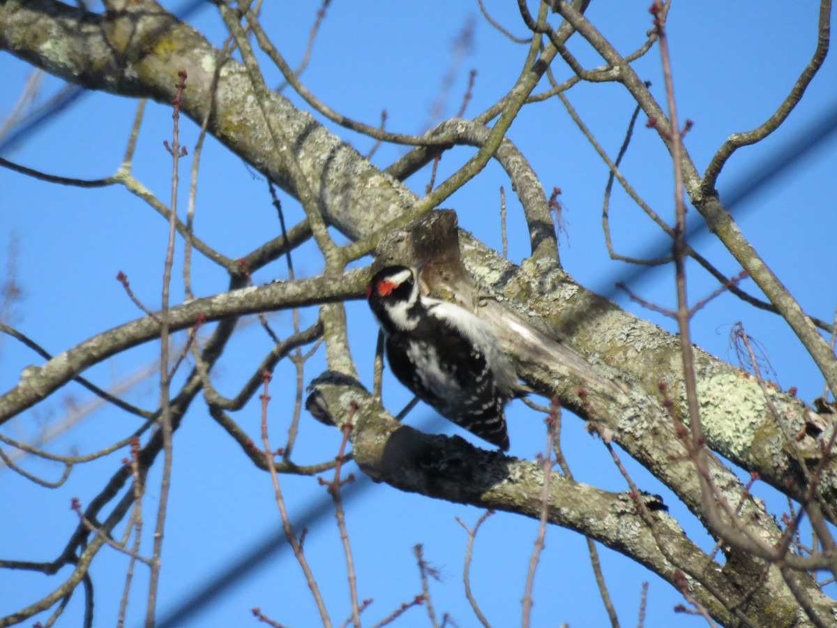 Hairy Woodpecker - ML647352251