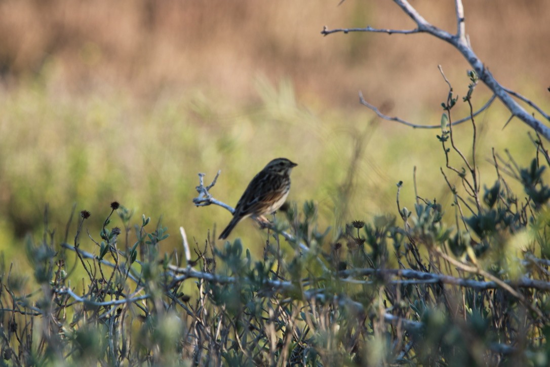 Savannah Sparrow - ML647352259