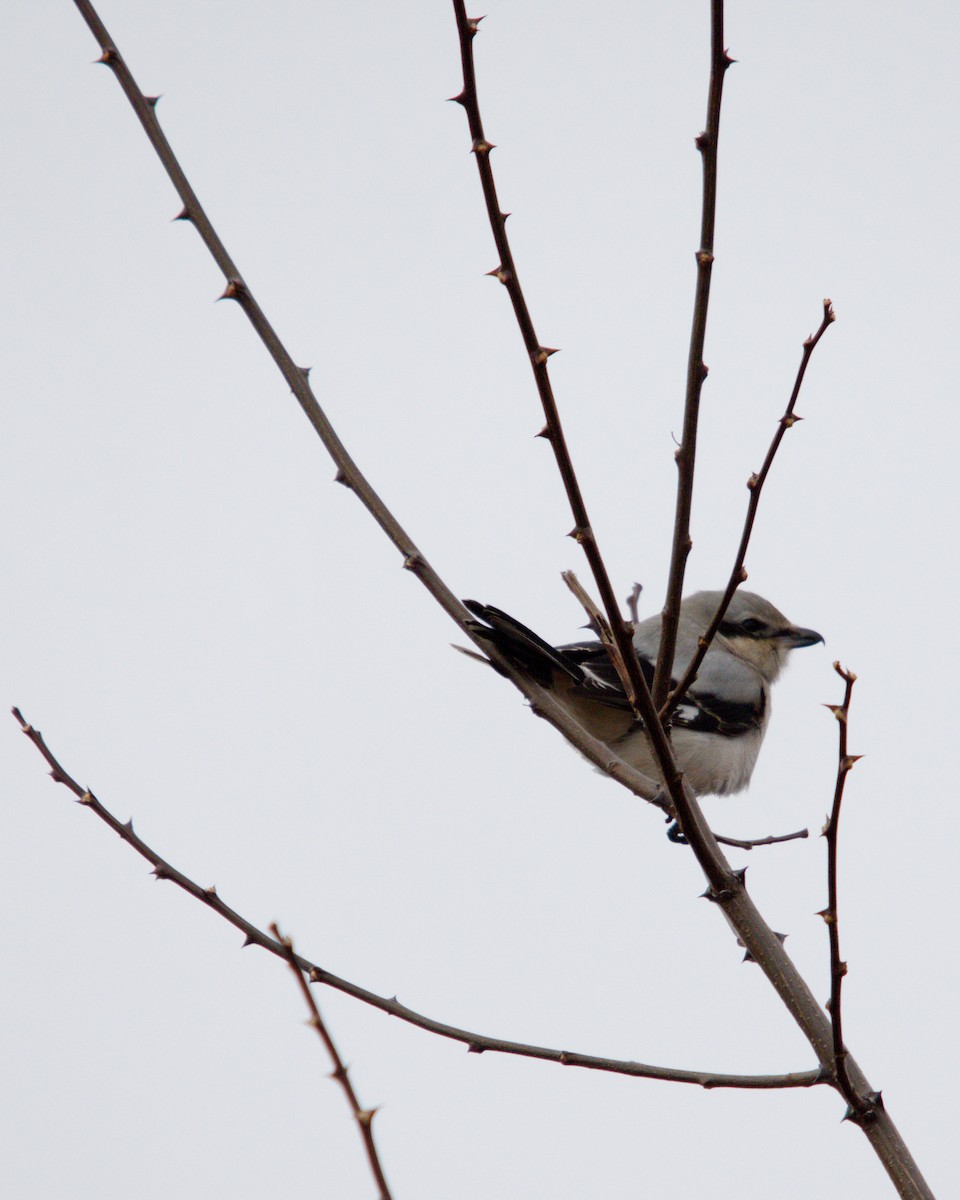 ťuhýk severní - ML647352261