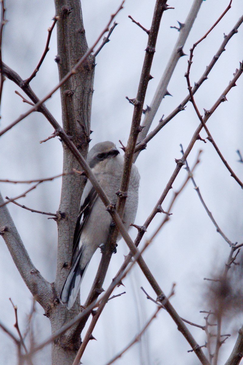 ťuhýk severní - ML647352262