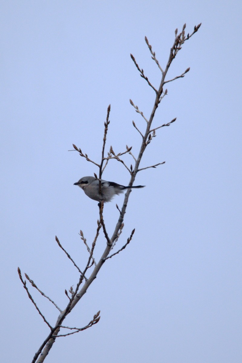 ťuhýk severní - ML647352263