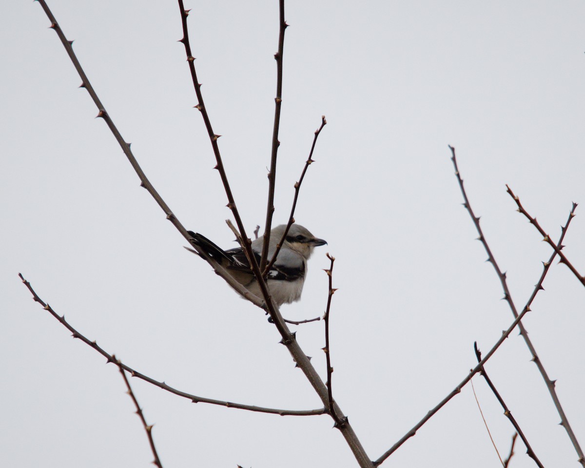 ťuhýk severní - ML647352264