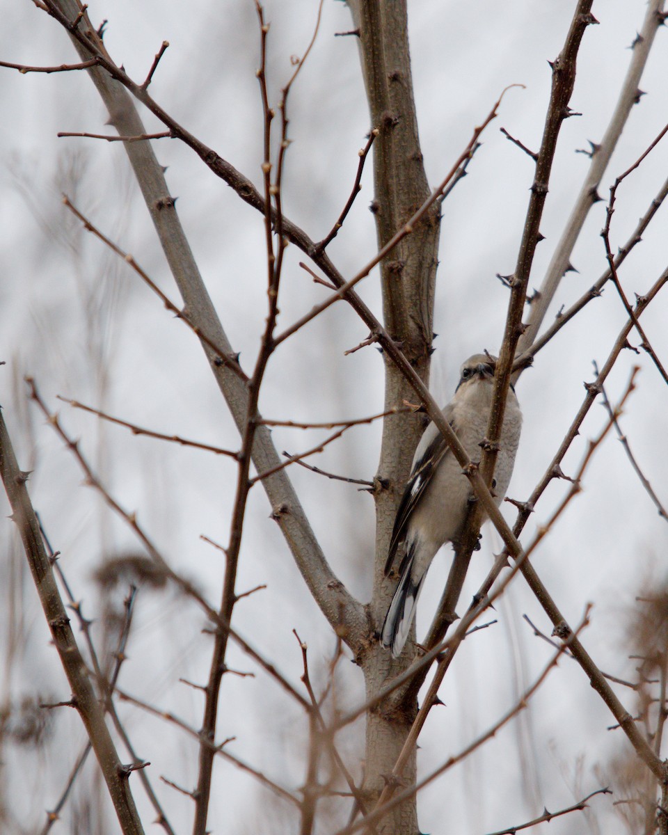 ťuhýk severní - ML647352265