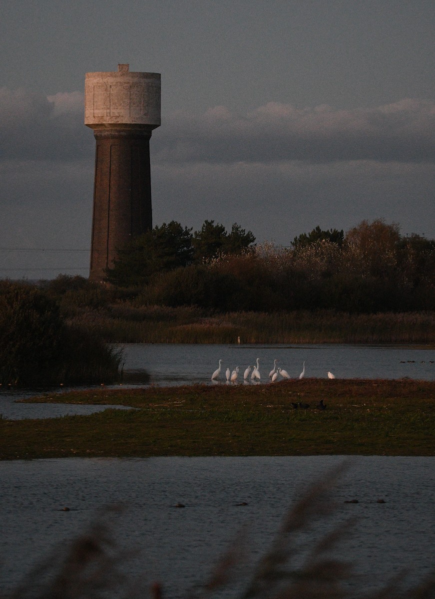 大白鷺 - ML647352266