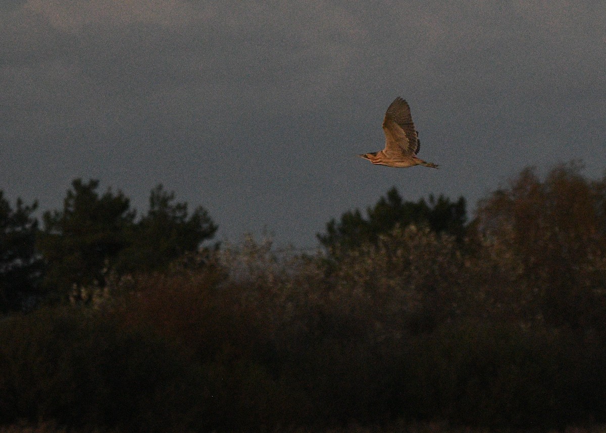 大麻鷺 - ML647352270