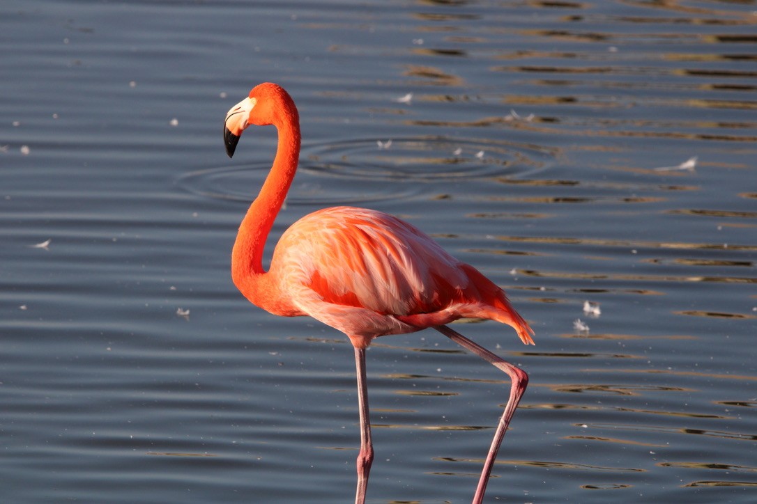American Flamingo - ML647352271